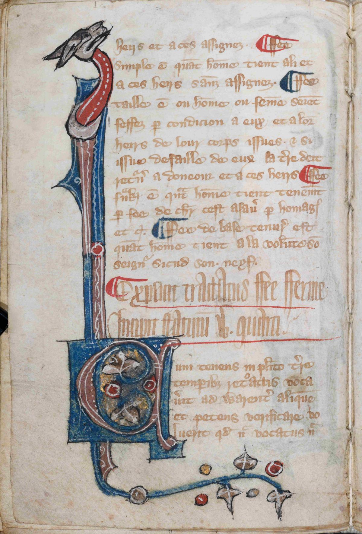 Das Bild zeigt eine Initiale aus dem Collectio legum Anglorum. Es handelt sich um ein C mit abgehenden Zweigen und einem Drachenkopf am oberen Ende der Seite.