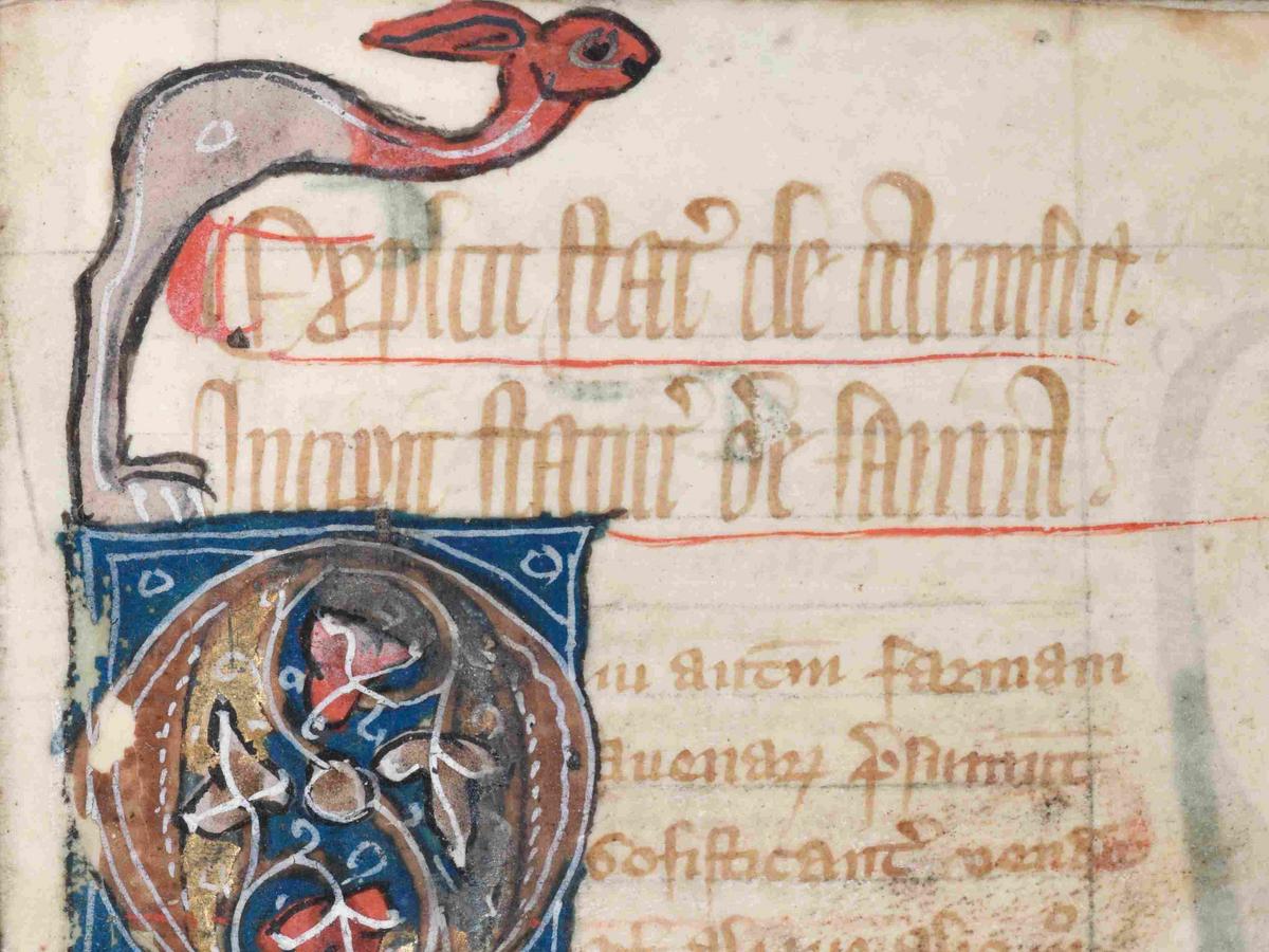 Das Bild zeigt eine Initiale aus dem Collectio legum Anglorum. Es hadnelt sich um ein S mit einem abgehenden Zweit zur UNterseiten und einem Hasen an der Oberseite.