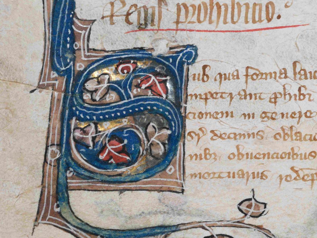 Das Bild zeigt eine Initiale aus dem Collectio legum Anglorum. Es handelt sich um ein S mit abgehenden Zweigen.